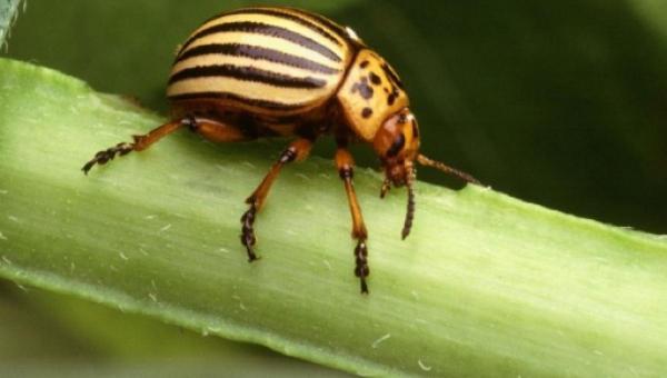 De 10 minste insektene i verden - Scydosella musawasensis