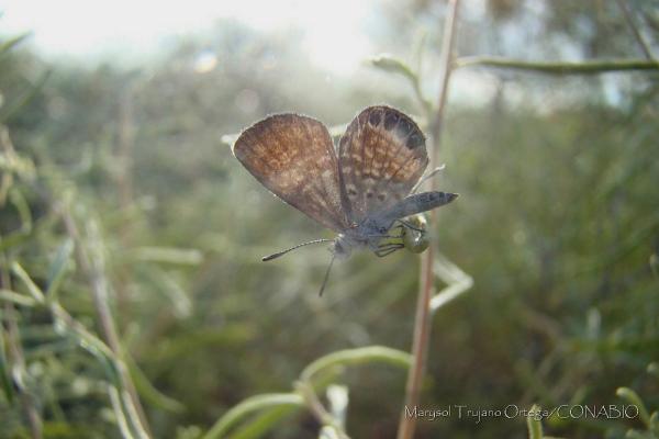 Topp 10 minste insekter i verden - Western Pygmy Blue Butterfly
