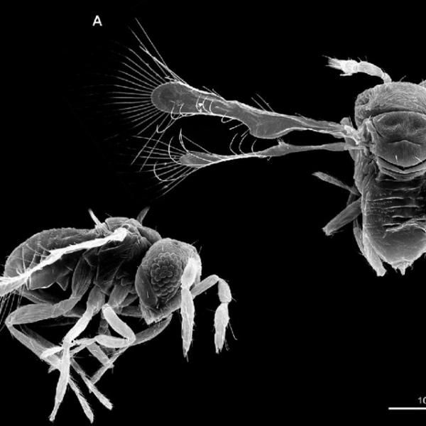 De 10 minste insektene i verden - Megaphragma caribea