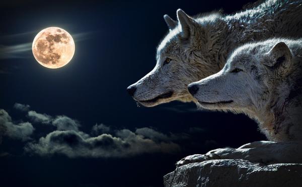 Hvorfor hyler ulver mot månen?  - Legenden