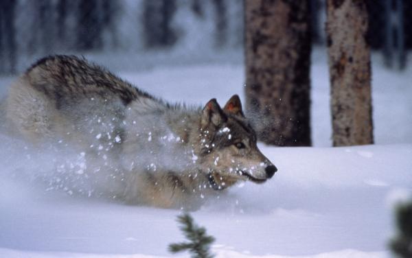 Hvorfor hyler ulver mot månen?  – Hvorfor hyler ulver?