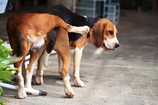 Hvordan skille to hektede hunder?  – Hvorfor skiller ikke hunder seg når de parer seg?