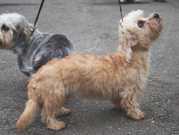 15 uvanlige hunderaser - Dandie Dinmont Terrier