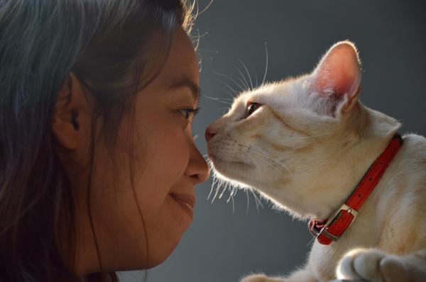 Hvorfor gnir katten min ansiktet mot mitt?  – Hvorfor gnir katten min nesen mot min?