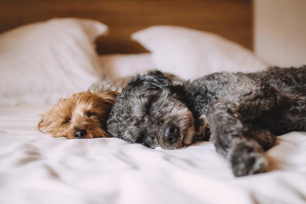 Hunden min sover med øynene åpne - hvorfor og hva skal jeg gjøre?  – Hvordan sover hunder?