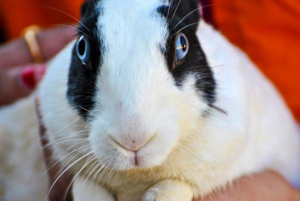 10 ting du ikke visste om kaniner - 3. Fantastisk syn