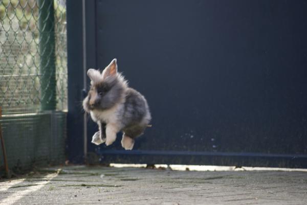 10 ting du ikke visste om kaniner - 4. Glade kaniner 