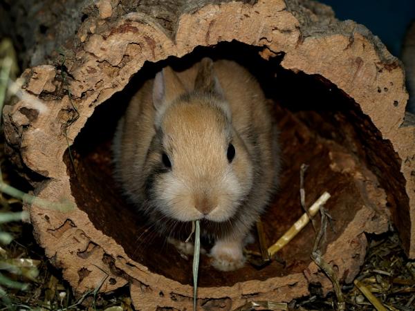 10 ting du ikke visste om kaniner - 1. En særegen livsstil