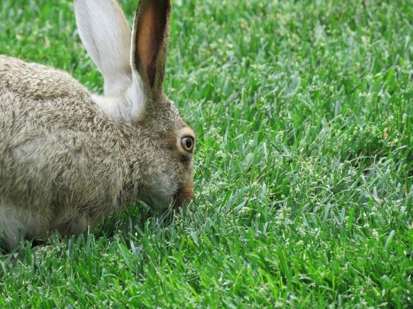 10 ting du ikke visste om kaniner - 2. Spiser de sin egen avføring? 