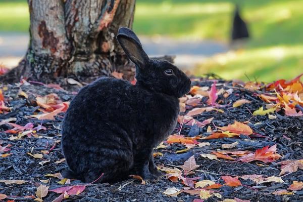 10 ting du ikke visste om kaniner - 5. Hvor kommer de fra?