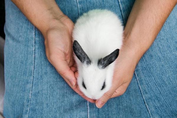 10 ting du ikke visste om kaniner - 7. Mange kaniner