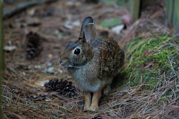 10 ting du ikke visste om kaniner - 6. De er veganske