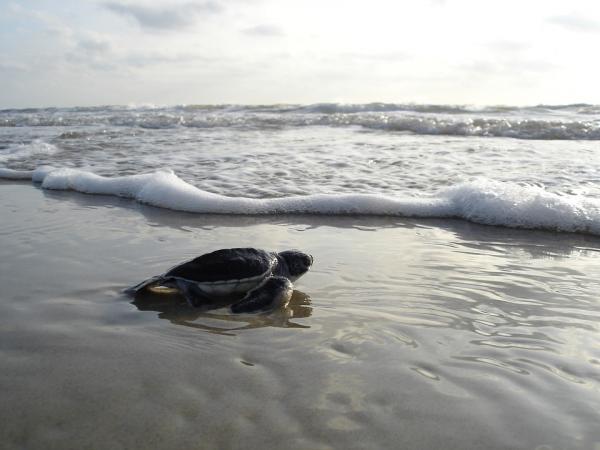 Sea Turtle Life Cycle - Utvikling av nyfødte havskilpadder