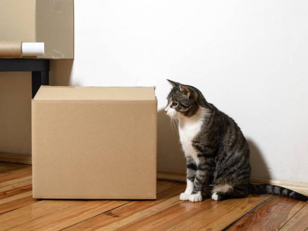 Hvordan flytte inn med en voksen katt?  – Hvor lang tid tar det før en voksen katt tilpasser seg det nye hjemmet? 
