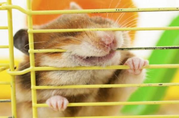 Hvorfor spiser ikke hamsteren min?  – Hamsteren din spiser ikke fordi han er trist eller stresset