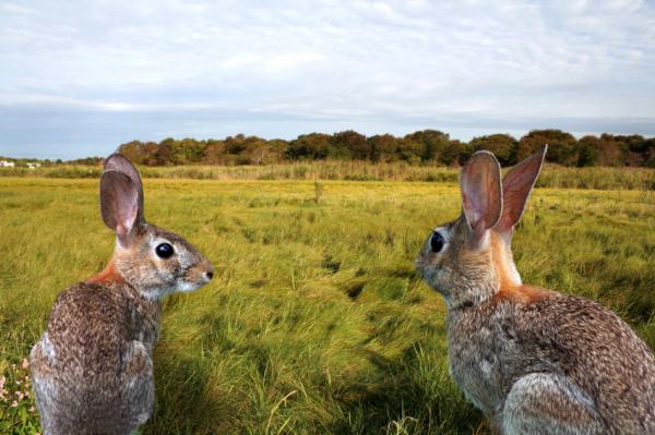 Er kaniner gnagere?  – Hva er en lagomorf?