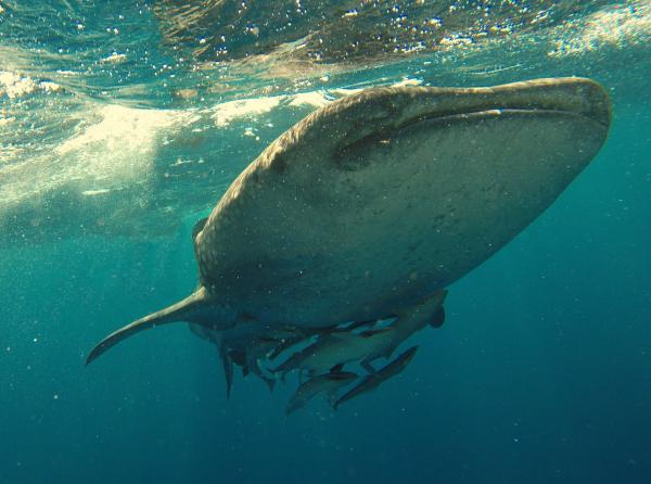 Hvordan sover hvaler?  – Hvordan sover hvaler uten å drukne?