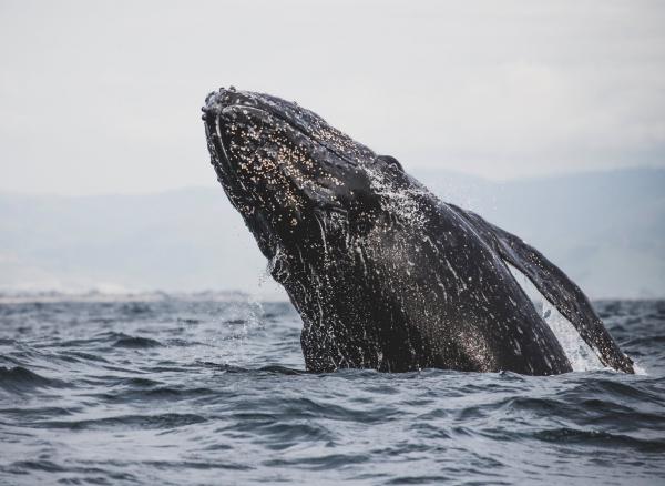 Hvordan sover hvaler?  – Hvordan puster hvaler?
