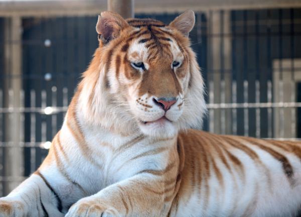 Forskjeller mellom bengalsk og sibirsk tiger - Er farge et kjennetegn ved disse tigrene?