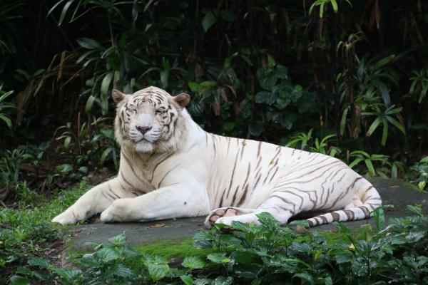 Forskjeller mellom den bengalske tigeren og den sibirske - Hvordan skille den bengalske tigeren og den sibirske?