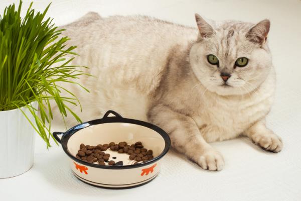 Hvorfor oppfatter ikke katter den søte smaken?  - Katter: krevende middagsgjester?