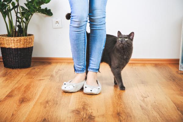Hvorfor gnir katter seg mot ting?  – Hva prøver katten min å fortelle meg når den gnir seg mot bena mine?