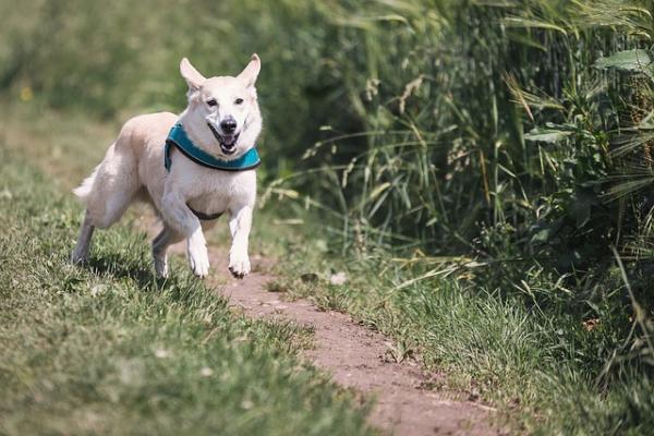 6 fordeler med å løpe med hunden min - 4. En stopp for dårlige vaner