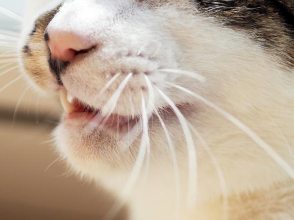 Hvorfor lukter katter anus? – Hvorfor åpner katter munnen når de lukter anus?