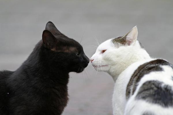 Hvorfor lukter katter anus? – Hvorfor snuser katter i hverandres anus? 