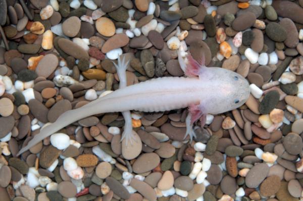 Curiosities of the axolotl - Albinisme i axolotls