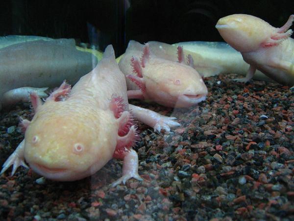 Curiosities of the axolotl - Evnen til å regenerere
