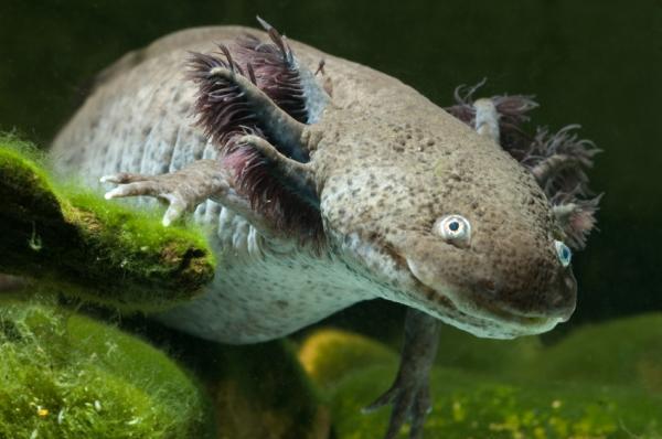 Kuriositeten til axolotlen - Axolotlen har lunger, men de bruker dem ikke til å puste