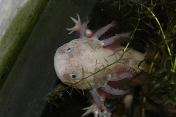 Curiosities of the axolotl - Axolotlen, et kraftig rovdyr