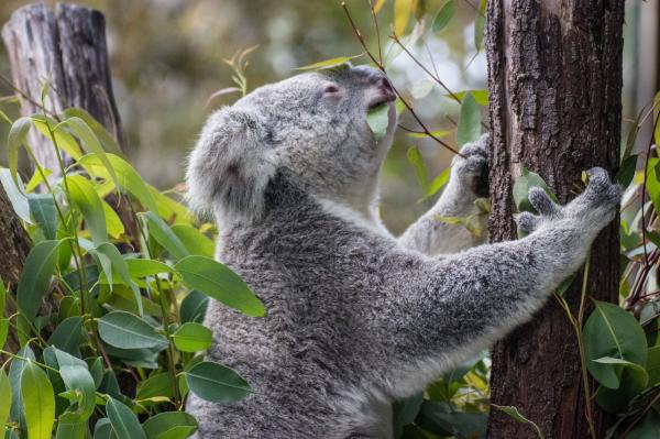 Hvor bor koalaene?  - Habitat og skikker for koalaer