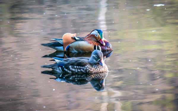 Mandarin Duck Reproduksjon - Hvordan skille mellom mann og kvinne?