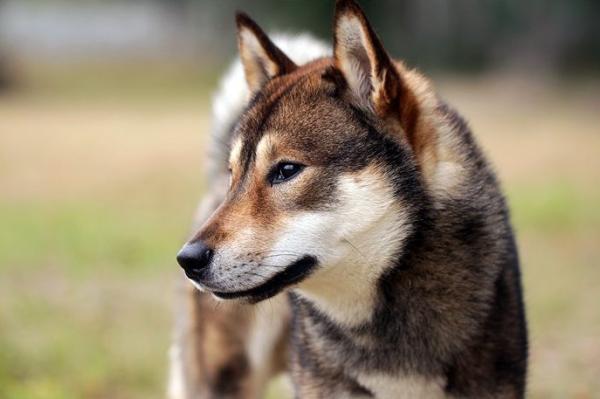Hunderaser ikke anerkjent av FCI - Shikoku inu