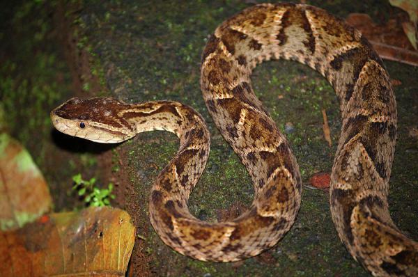 Typer slanger - giftige slanger