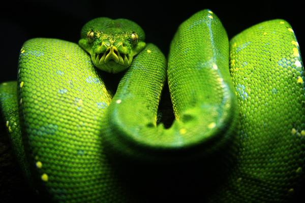 Typer slanger - ikke-giftige slanger