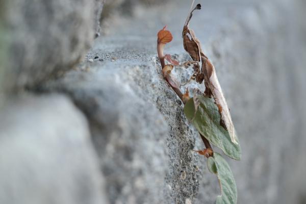 8 dyr som kamuflerer seg i naturen - Ghost mantis