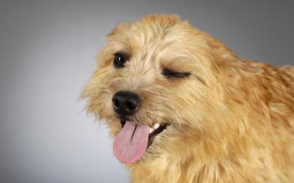 Hvorfor slikker hunden min urinen til andre hunder?  – Hvorfor slikker de tissen?