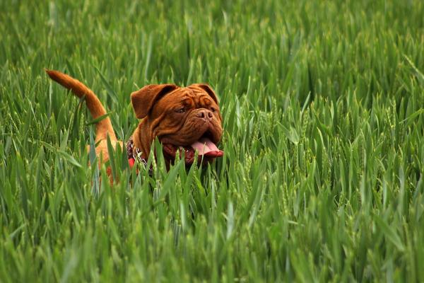 Hvorfor slikker hunden min urinen til andre hunder?  – Har det negative effekter på helsen din?