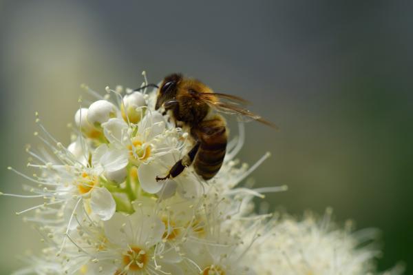 Hvordan lager bier honning?  – Hvordan samles honning inn? 
