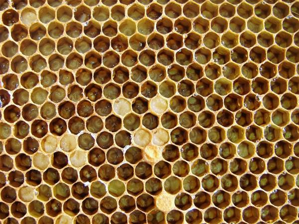 Hvordan lager bier honning?  – Hva lager bier honning til?