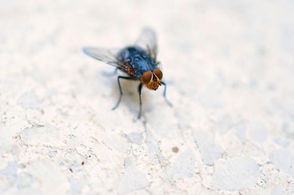 Fluers livssyklus - Hvor lenge lever fluer?