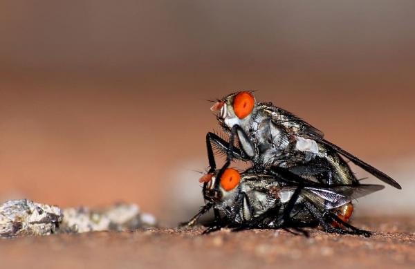 Fluers livssyklus - Hvordan formerer fluer seg?
