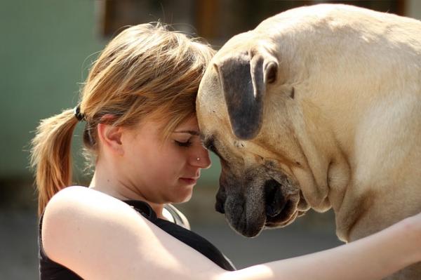 8 ting hunden din vet om deg – skille ut humøret ditt