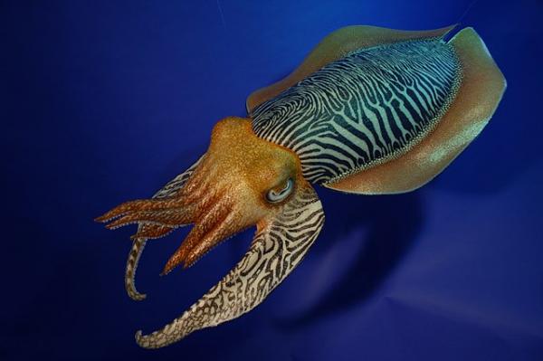 Fargeskiftedyr - 4. Vanlig blekksprut
