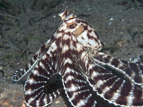Fargeskiftende dyr - 3. Mime blekksprut