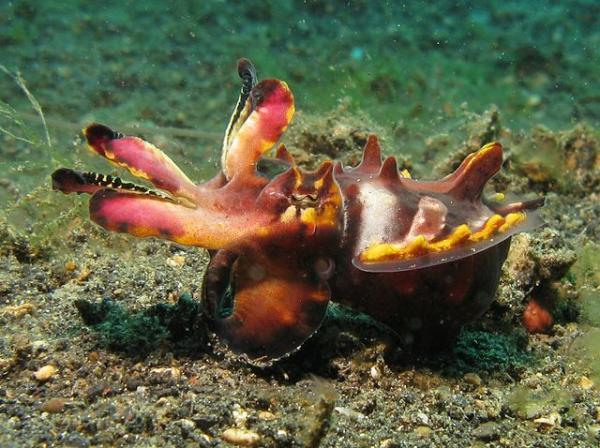 Fargeskiftende dyr - 6. Prangende blekksprut