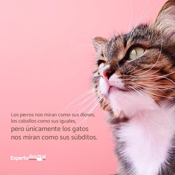 Cats phrases - Cats phrases for instagram